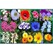 Wildflower Seeds 1000+ Low Growing
