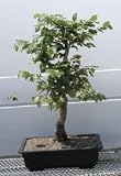 Bonsai Boy's European Beech<br><i>(fagus sylvatica)</i>