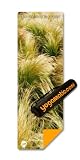 Yogamatic Eco-friendly Printed Yoga Mat (Long Grass)