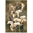 Golden Calla Lilies by Linda Thompson Art Print Poster Size: 19.75 "x 27.5 "