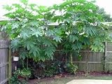 10 + Castor Bean Seeds KILL MOLES, Like Bamboo Very Tropical
