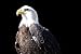 American Bald Eagle - Walls Decals