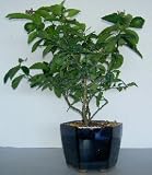 meyer lemons trees-Bonsai Boy's Citrus Cocktail Bonsai Tree Meyer Lemon Key Lime citrus meyeri aurantifolia
