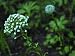 White Flowers in Muir Woods National Monument, California Photographic Poster Print by Raymond Gehman, 40x30