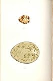 2 H/C Meyer Bird EGGS 1842 QUAIL & GREAT BUSTARD