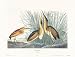 Least Bittern by John Woodhouse Audubon. ART PRINT ON CANVAS WITH BRUSHSTROKES with 3...