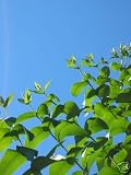 Eucalyptus Essential Oil - 10ml / 25ml Available