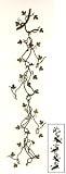 Wine Holder (BRONZE) (58
