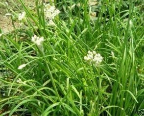 Garlic Chives Live Herb Plant