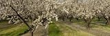 IMAGE OF Almond Trees in a Row, Sacramento, California, USA Premium Photographic Poster Print by Panoramic Images , 40x120