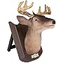 TALKING BUCK