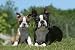 Wallmonkeys Peel and Stick Wall Decals - Bostons Terriers Ensemble De Face En Extérieur - Removable Graphic