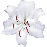 国華園　ユリ球根　花ユリ　大球カサブランカ　10球