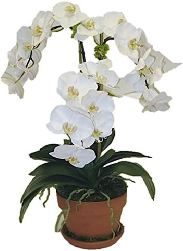 The French Bee Silk Phalaenopsis Orchid in a Terra Cotta Pot, White
