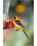Photographic Print of Hooded Oriole - male, at a hummingbird feeder. from Ardea