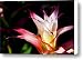 Guzmania Apache flower Canvas Print / Canvas Art - Artist Joe Carini - Printscapes