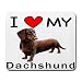 dachshund4 - I Love My Dachshund