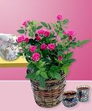 Pink Mini Roses - B000P0N8TA