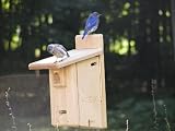 Birds Choice Ultimate Bluebird House w/Viewing Window