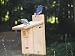 Birds Choice Ultimate Bluebird House w/Viewing Window