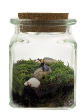 Le Petit DIY Terrarium Kit