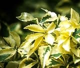 Amazon / Hirts: Trees & Shrubs: Acanthopanax sieboldianus - False Aralia - Also Bonsai