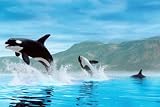 Orca Whales Poster Ocean 24X36 Wildlife 33463 Poster Print, 36x24