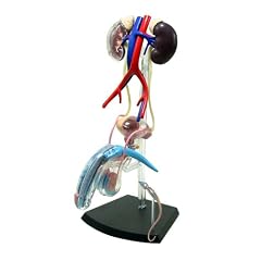 スカイネット 立体パズル 4D VISION 人体解剖 No.16 雄性生殖器解剖モデル