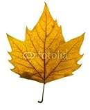 IMAGE OF Wallmonkeys Peel and Stick Wall Decals - Autumn Leaf - 48
