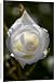 Canvas Prints of Floribunda rose (Rosa Iceberg) from Science Photo Library