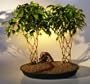 Bonsai Boy's Ficus Trellis Bonsai Tree - Double Tree Planting ficus benjamina 'midnight'