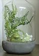 Frogs in the Forest Glass Bell Jar Cloche with Terra Cotta Base Terrarium Kit