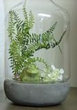 Frogs in the Forest Glass Bell Jar Cloche with Terra Cotta Base Terrarium Kit