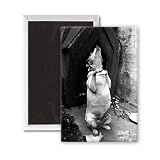 The Begging Dog - 3x2 inch Fridge Magnet - large magnetic button - Magnet