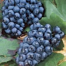 Concord Grape Vine - 3 Plants by Garden Delights