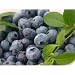 Image of 6x BLUEBERRY GOLDTRAUBE 23 /20-30CM / POT GROWN