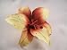 NEW Khaki Tan with Red Lily Hair Clip, Limited.