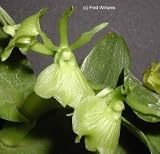 Epidendrum difforme