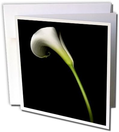 3dRose 8 x 8 x 0.25 Inches White Calla Lily Greeting Cards, Set of 12 (gc_4272_2)
