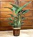 Plants - Plants by 1800Flowers - Bird of Paradise Floor Plant
