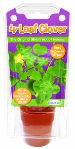 Dunecraft 4 Leaf Clover Science Kit  best wishes zippo