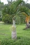 Eigenschaften tropical.garden  / Spindelpalme - Hyophorbe verschaffeltii 5K