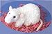 Plush Mr. Z White Rat 8