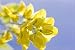 Yellow Acacia Flower on Blue Sky - 60