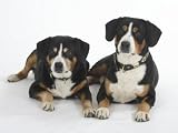 Two Entlebucher Mountain Dogs Lying Down Photographic Poster Print by Petra Wegner, 12x16