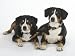 Two Entlebucher Mountain Dogs Lying Down Premium Poster Print by Petra Wegner, 16x12