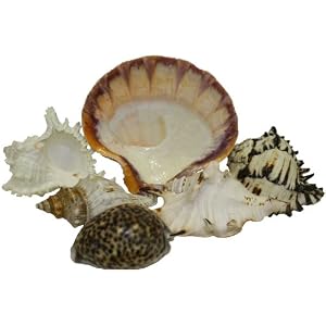 U-S-Shell-Inc-Shell-Mix