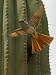 An Ash Throated Flycatcher Flies from its Nest in a Cardon Cactus Photographic Poster...