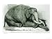 Dead Elephant at Gardens of the Zoological Society, Regents Park, The London Illustra...