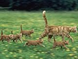 Ginger Domestic Cat Running with Litter of Five Kittens Photographic Poster Print by Jane Burton, 12x16